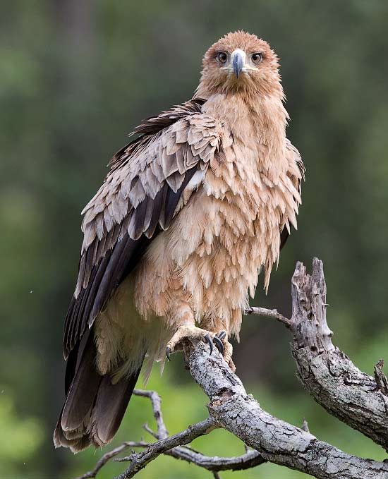 immature Tawny Eagle